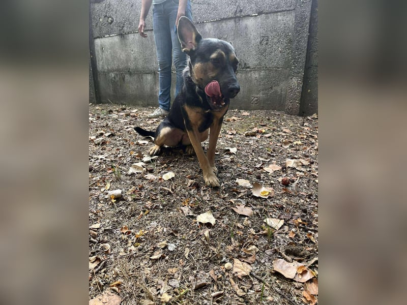 Wer verliebt sich in die pfiffige Lola ?