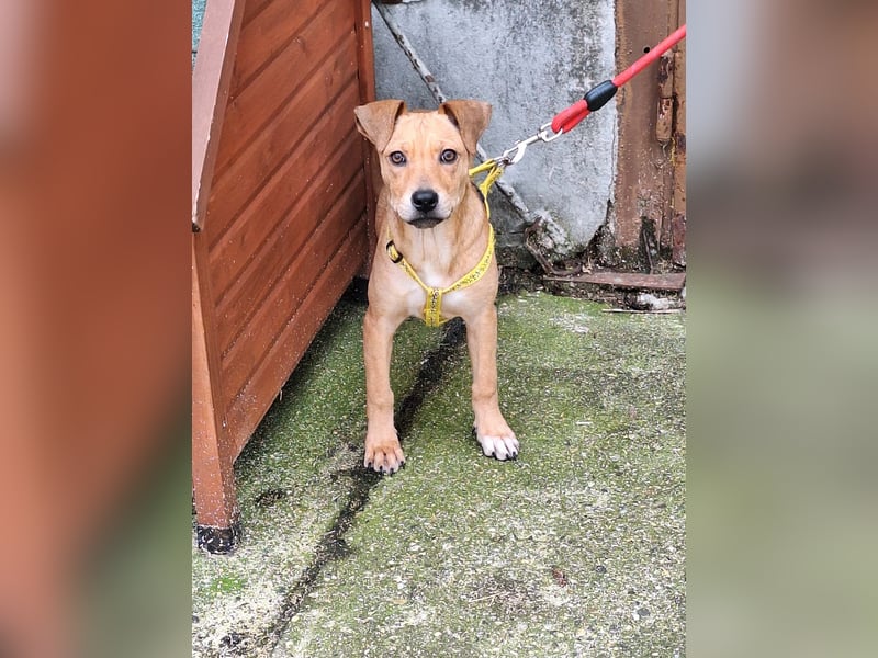 Die liebe, fröhliche Gita sucht ein Zuhause !