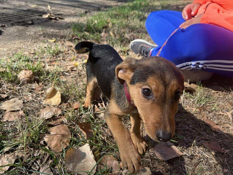 Die liebe Linda sucht ein Zuhause !