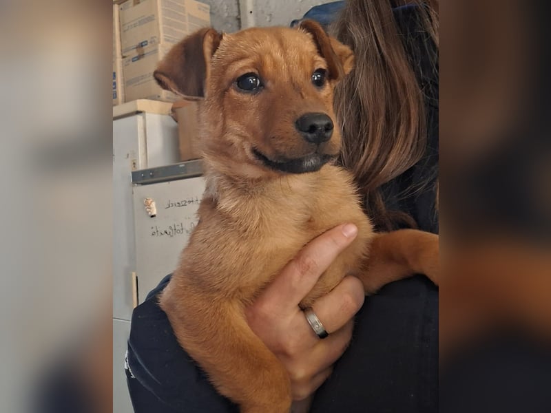 Die fröhliche Cindy sucht ein Zuhause !