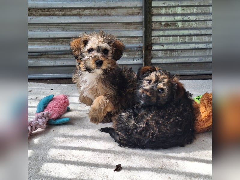 Eliza ist sehr lieb, verspielt und menschenbezogen