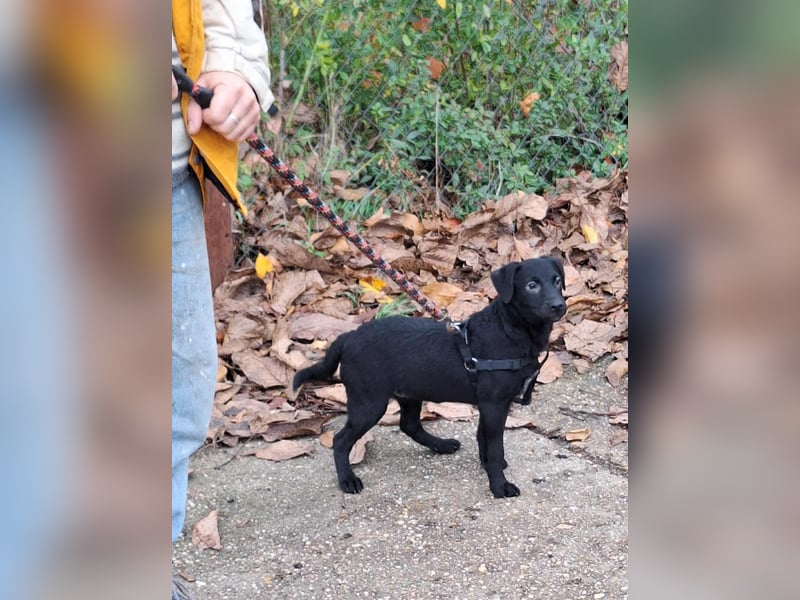 Sonnenschein Mira sucht ein Zuhause !