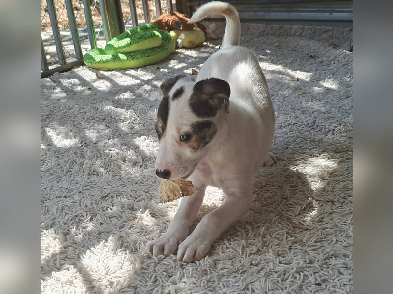 Die liebe Bambi ist immer fröhlich und gut gelaunt !