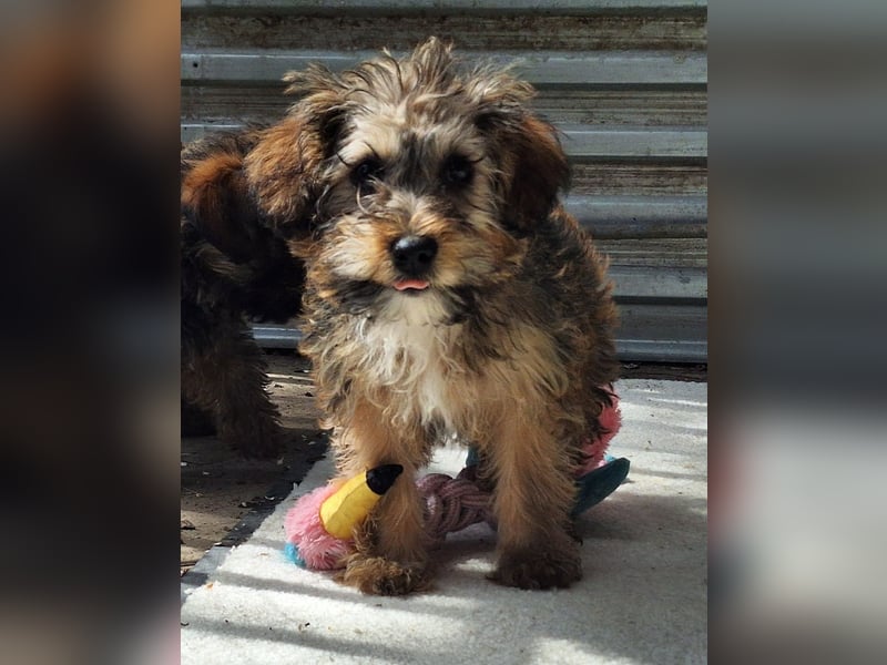 Eliza ist sehr lieb, verspielt und menschenbezogen