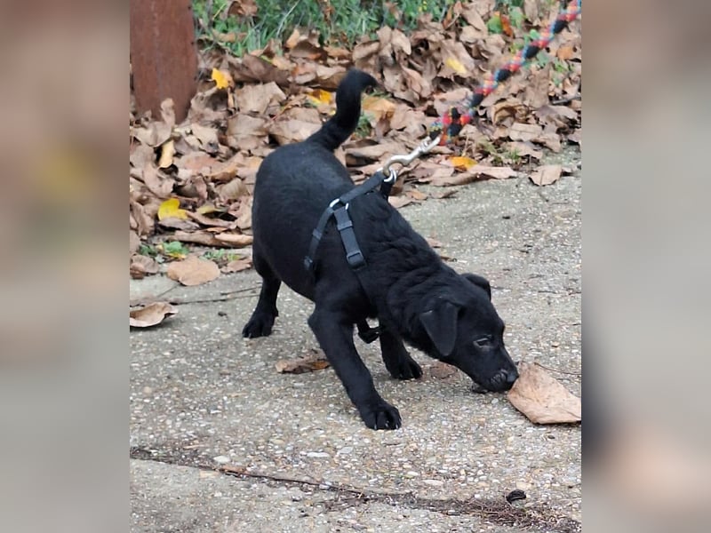 Sonnenschein Mira sucht ein Zuhause !