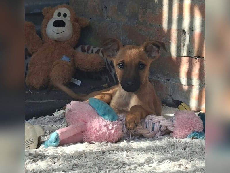 Cody ist sehr freundlich, menschenbezogen, verschmust,verspielt !