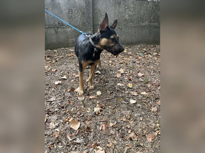 Wer verliebt sich in die pfiffige Lola ?