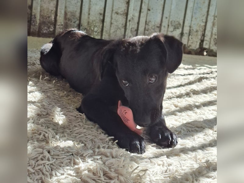 Shadow ist sehr freundlich, fröhlich, neugierig !