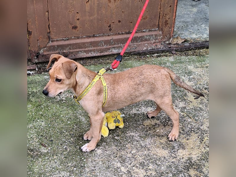 Die liebe, fröhliche Gita sucht ein Zuhause !