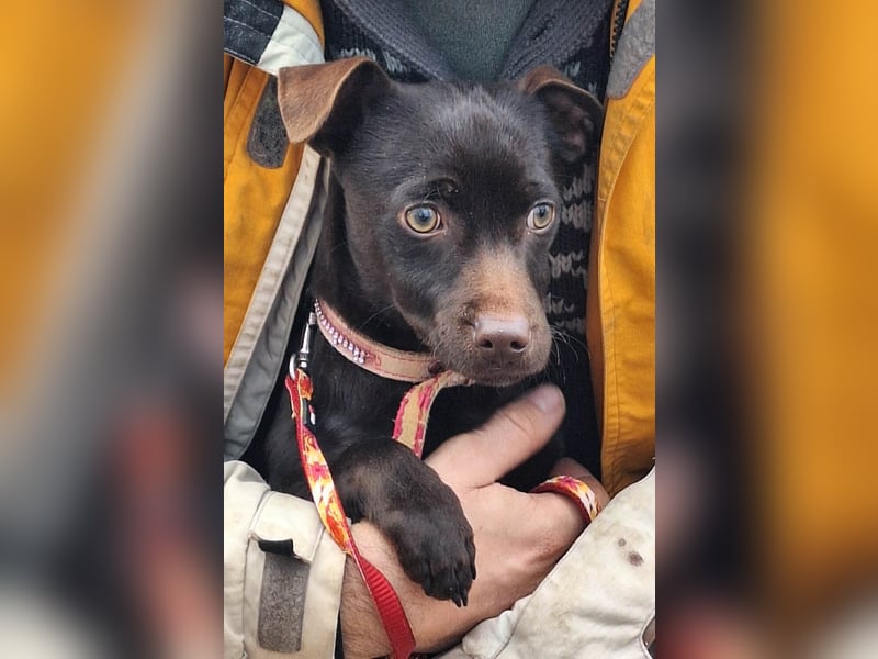 Der liebe Finn ist voller Lebensfreude !