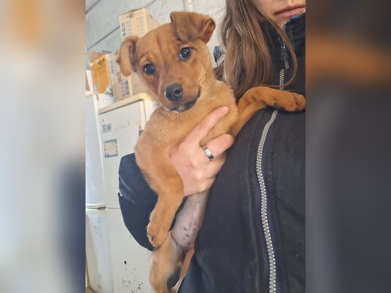 Die fröhliche Cindy sucht ein Zuhause !