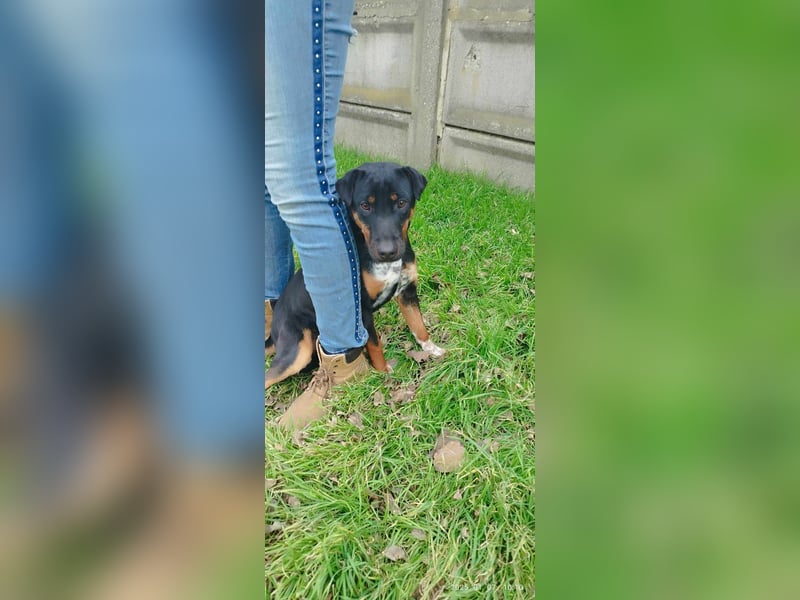 Der liebe Gufy sucht seine Familie !