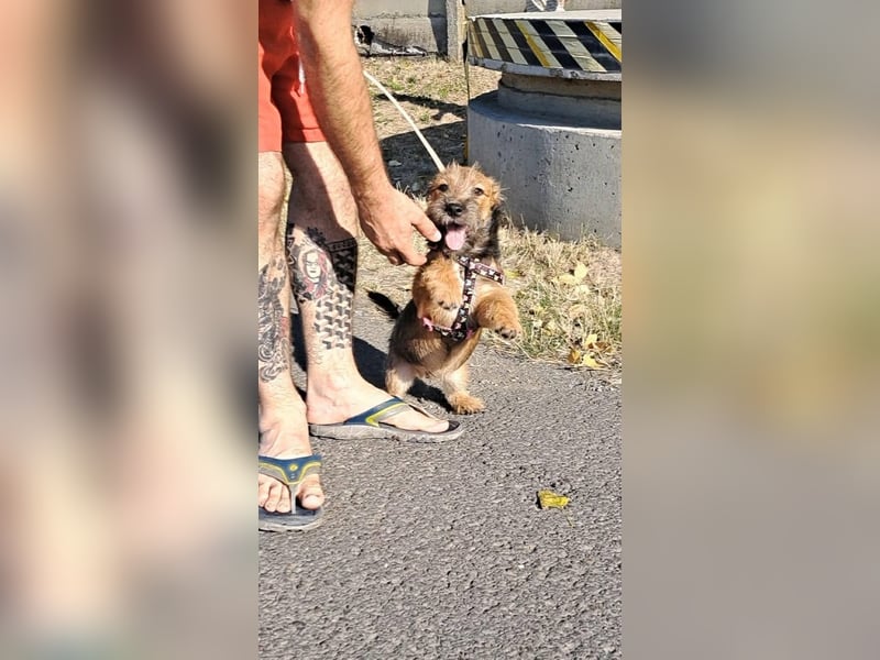 Tekergö ist sehr lieb, verspielt, aktiv, fröhlich, verschmust !