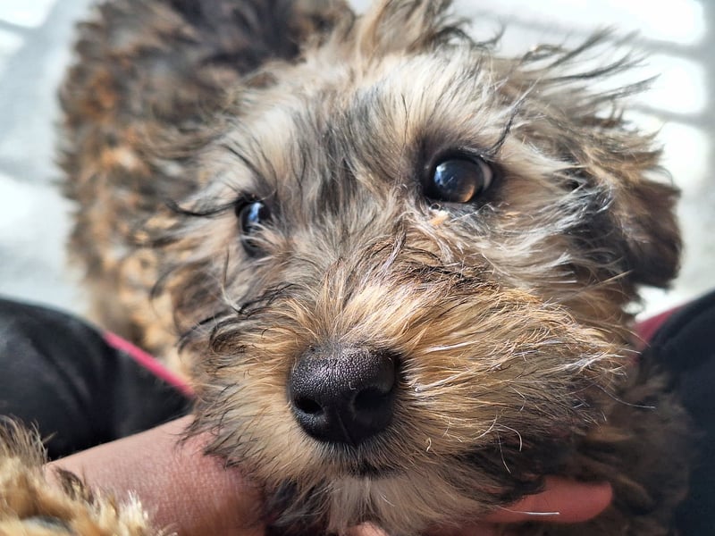 Eliza ist sehr lieb, verspielt und menschenbezogen