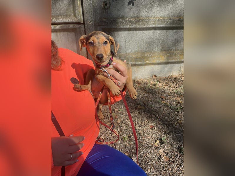 Die liebe Linda sucht ein Zuhause !