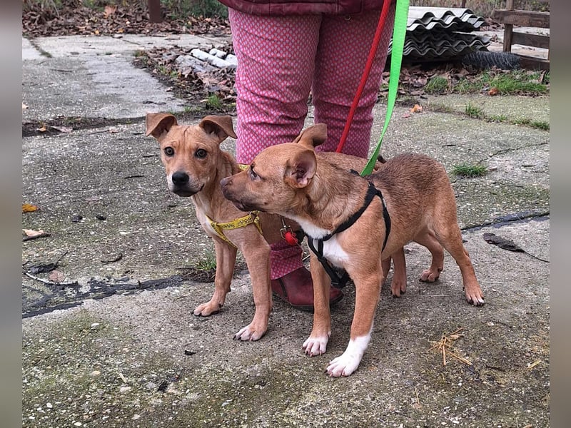 Die liebe, fröhliche Gita sucht ein Zuhause !