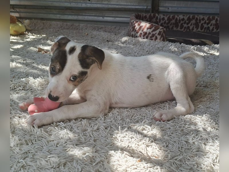 Die liebe Bambi ist immer fröhlich und gut gelaunt !