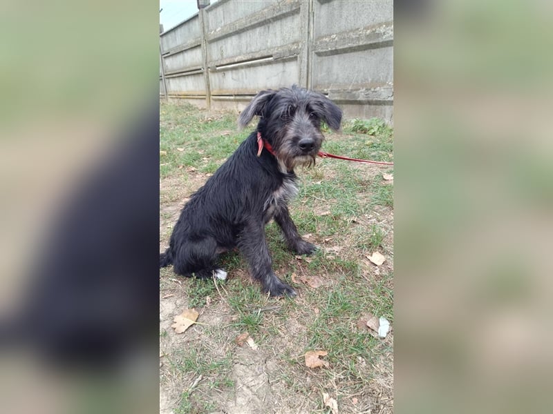 Der liebe Fernando sucht seine Familie !