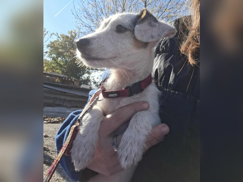 Die liebe, fröhliche Nana sucht ein Zuhause !