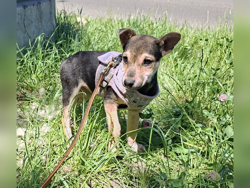 Famikienhund Taya sucht ein Zuhause !