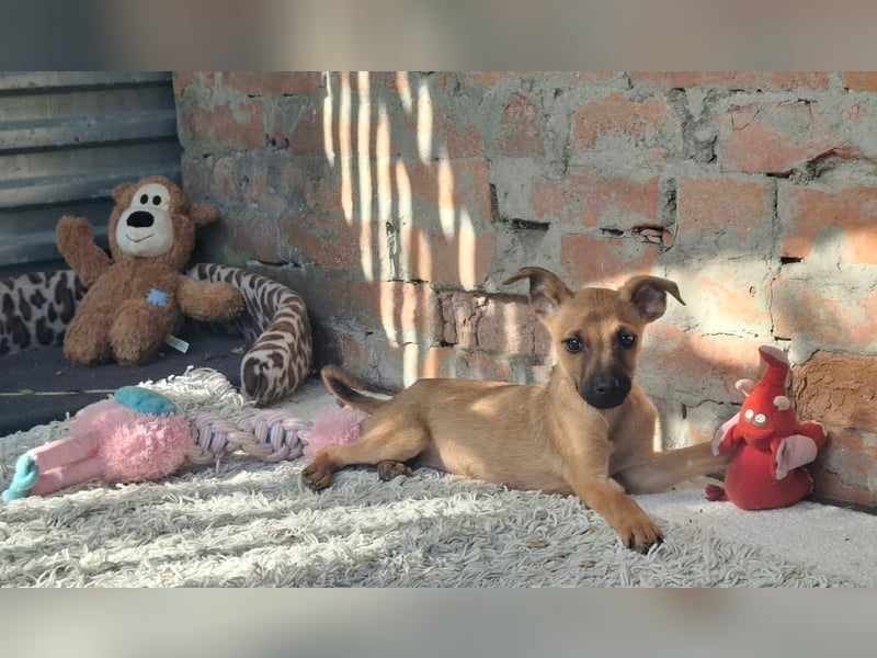 Cody ist sehr freundlich, menschenbezogen, verschmust,verspielt !