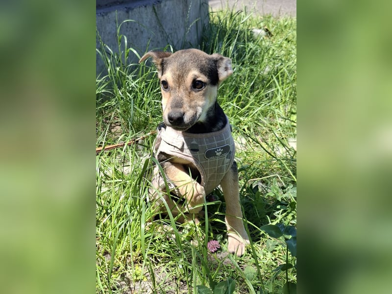 Famikienhund Taya sucht ein Zuhause !