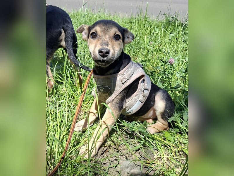 Famikienhund Taya sucht ein Zuhause !