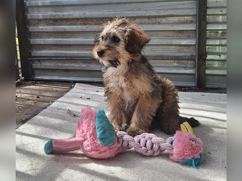 Eliza ist sehr lieb, verspielt und menschenbezogen