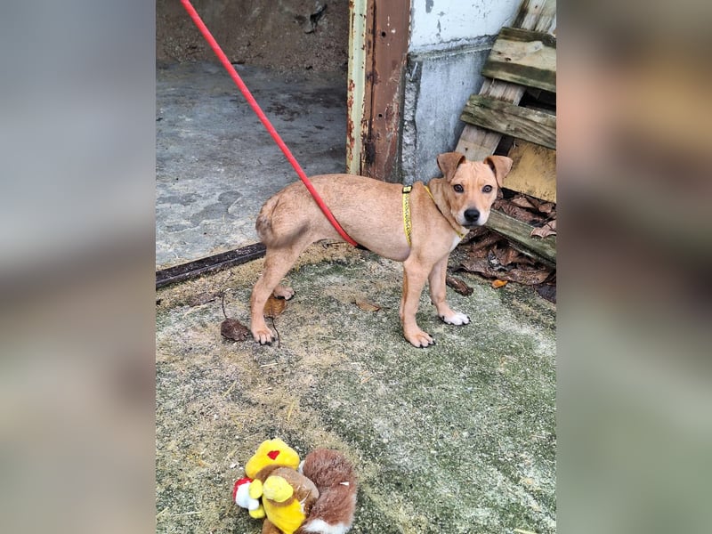 Die liebe, fröhliche Gita sucht ein Zuhause !