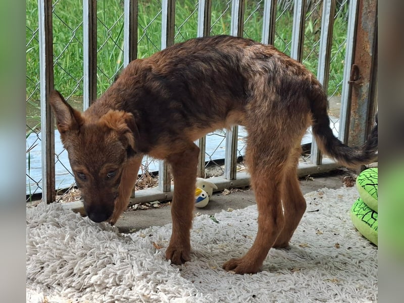 Hündin Fuchs ist sehr freundlich, verspielt, aktiv,menschenbezogen !