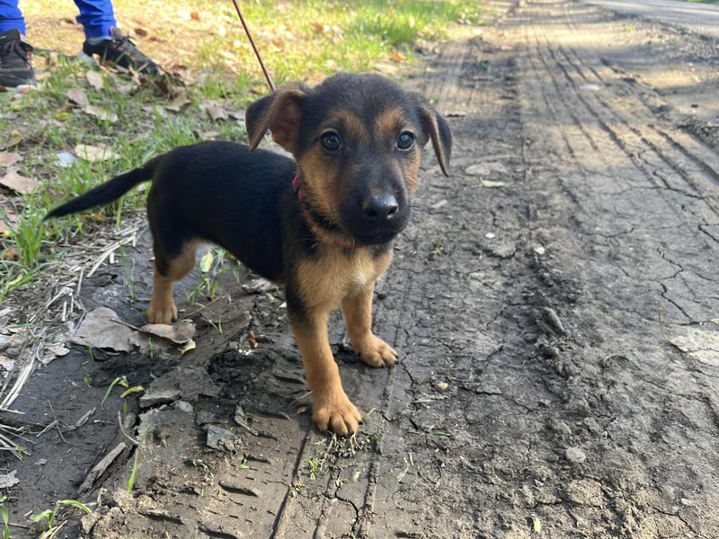 Der liebe Pedro sehnt sich nach einem Zuhause !