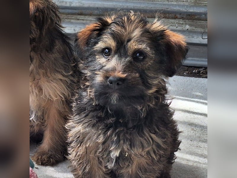 Die ruhige sanfte Ella sucht ein Zuhause !