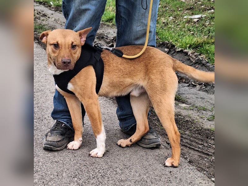 Robin ist sehr lieb, sanft, freundlich, aufmerksam !