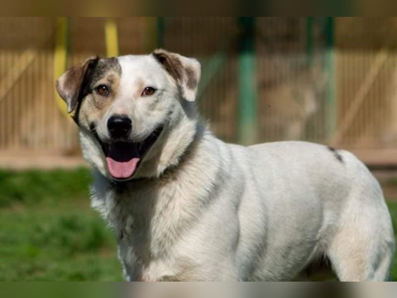 Kluger und sanfter Rüde sucht sein Körbchen