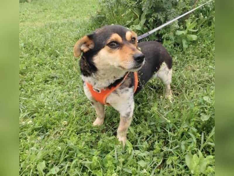 Kleines Mädchen Sara sucht ein Zuhause