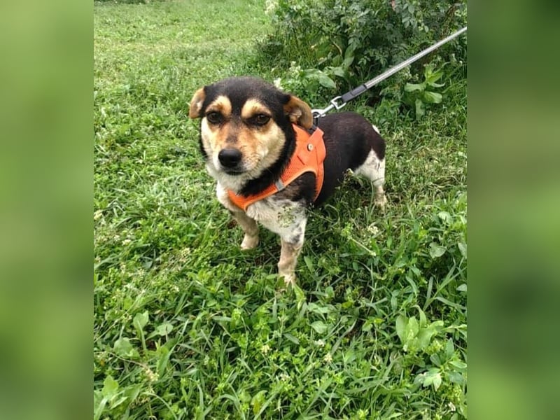 Kleines Mädchen Sara sucht ein Zuhause