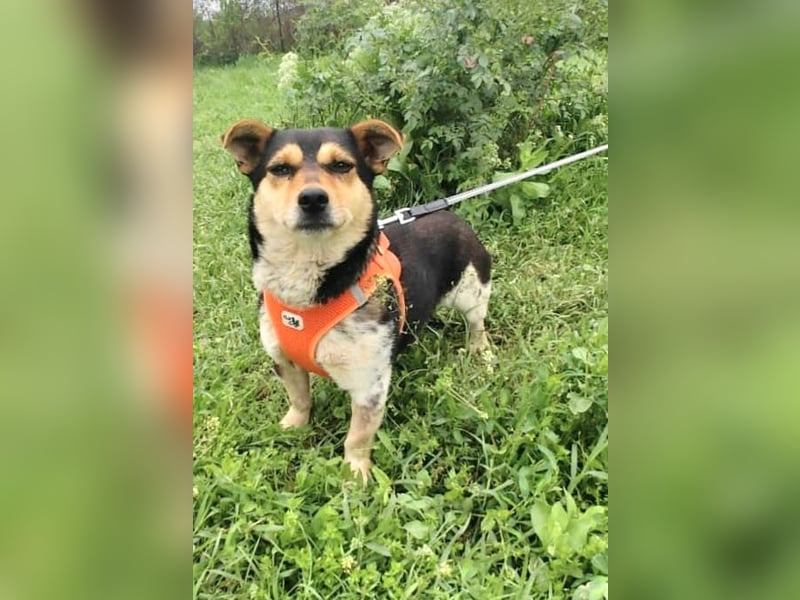 Kleines Mädchen Sara sucht ein Zuhause