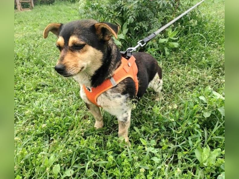 Kleines Mädchen Sara sucht ein Zuhause