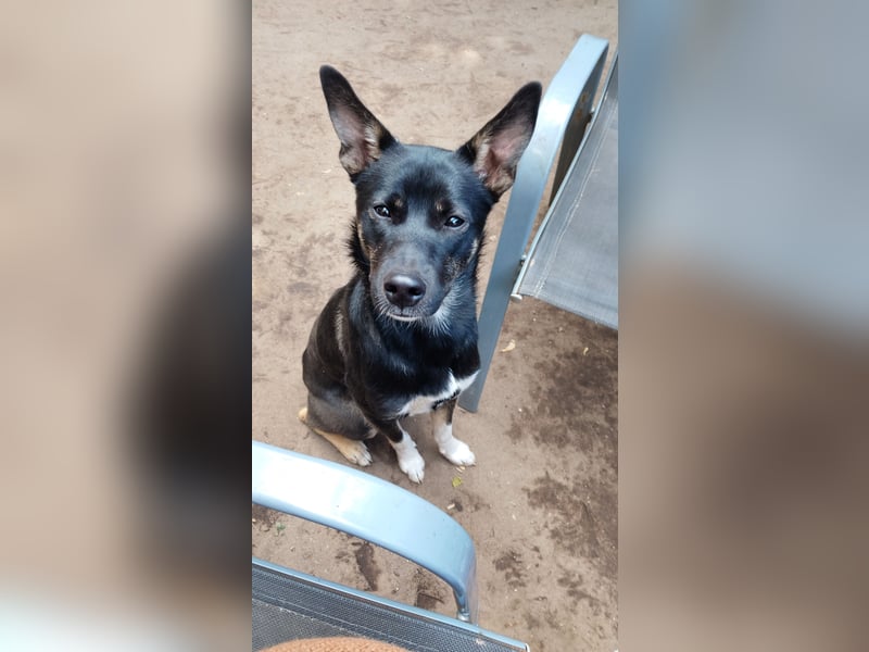 Nero sucht sein perfektes zuhause