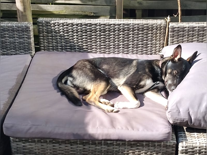 Nero sucht sein perfektes zuhause