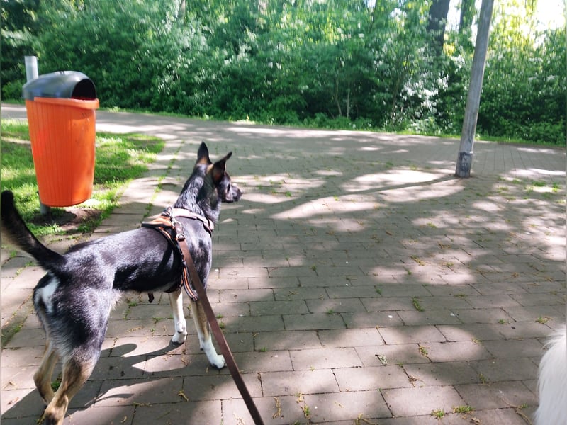 Nero sucht sein perfektes zuhause
