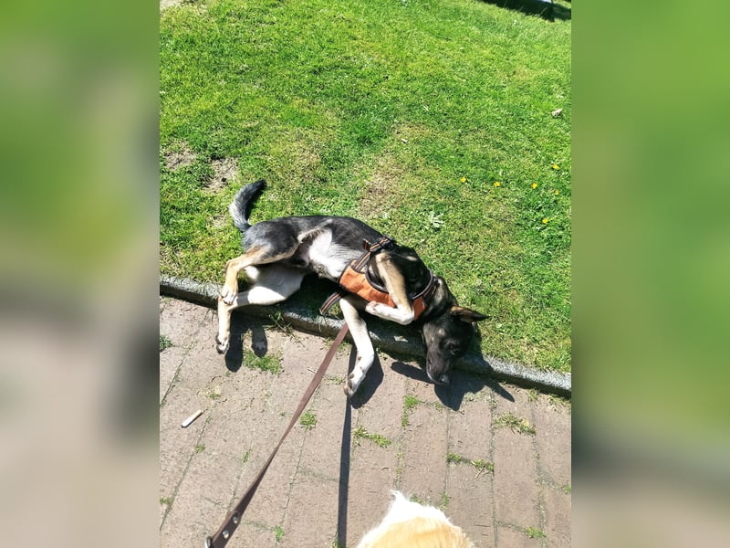 Nero sucht sein perfektes zuhause
