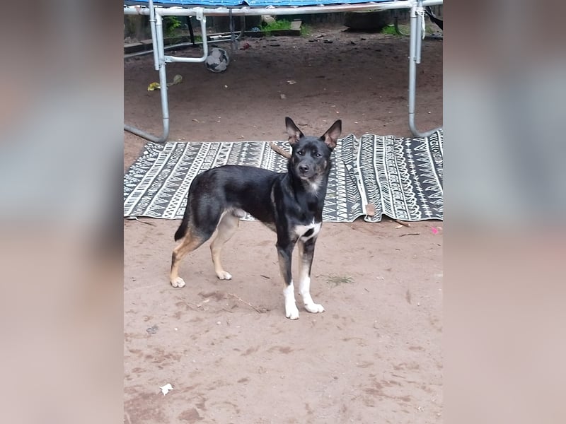 Nero sucht sein perfektes zuhause