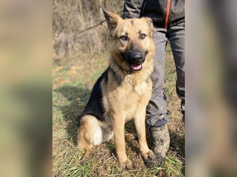Rex, Schäferhund Mischling