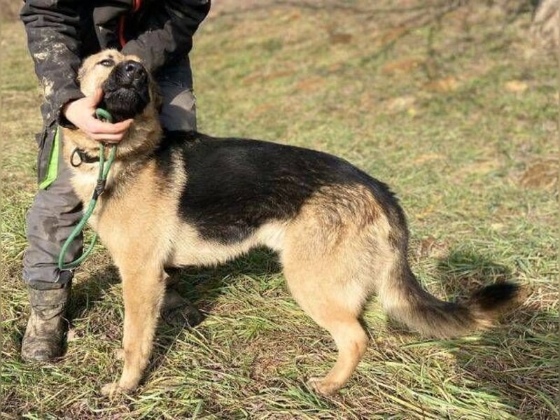 Rex, Schäferhund Mischling