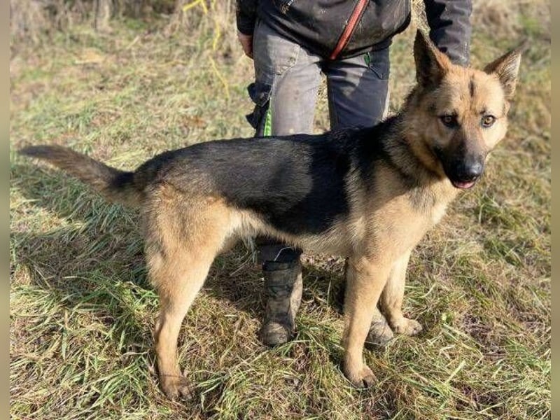 Rex, Schäferhund Mischling