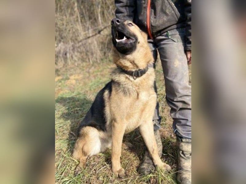 Rex, Schäferhund Mischling