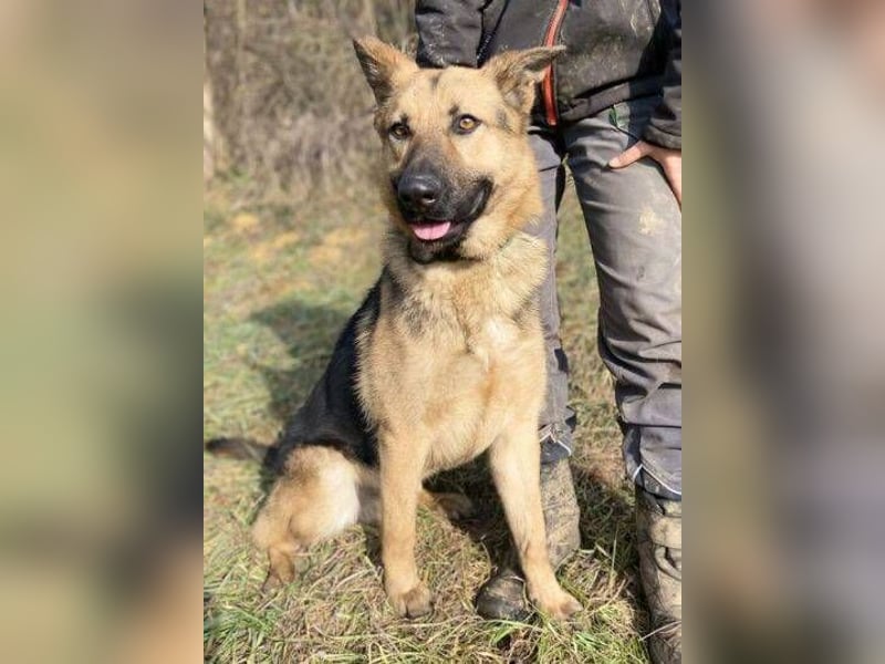Rex, Schäferhund Mischling