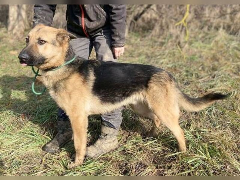 Rex, Schäferhund Mischling