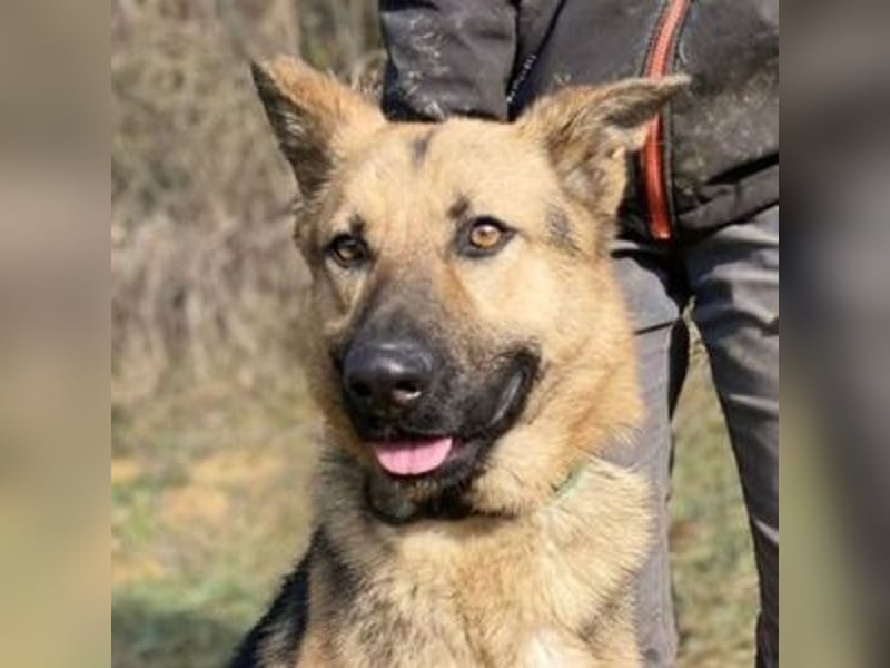 Rex, Schäferhund Mischling